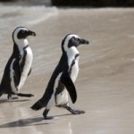 1278052_we_walk_with_humans[1]