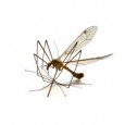 Niebezpieczni przybysze z tropików Czy grozi nam wirus WNV (West Nile Virus)? Czy powodzie i cieplejsze dni przyczynią się do rozwoju i rozprzestrzeniania się tego niebezpiecznego dla ludzi i zwierząt wirusa? Najczęściej przenosicielami Wirusa...