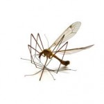 780448_mosquito_1[1]